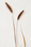 http://www.1dar1.com/fal/tale_mesri/khoshe.gif