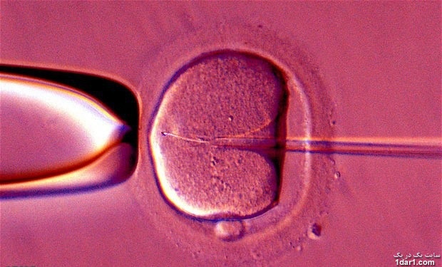 نخستین کودک آزمایشگاهی جهان برای دومین بار باردار است 