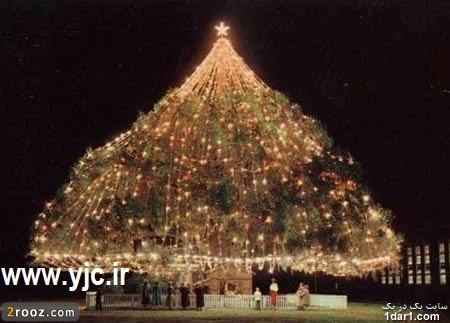 عجیب ترین درخت  کریسمس جهان +عکس