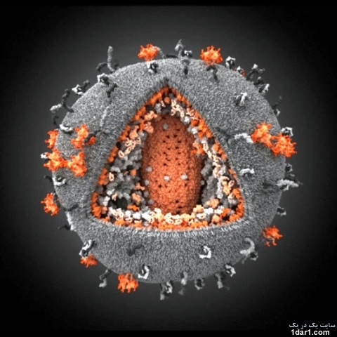  نمایی جدید از  ویروس ایدز+ عکس 