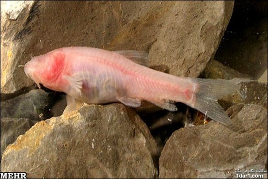 عجیبترین و شگفت انگیز ترین  ماهی در ایران 