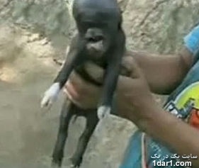 تصاویرجالب و دیدنی از  بچه خوک تازه متولد شده در گوآتمالا که سر انسان دارد