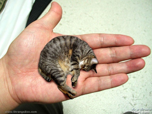 کوچک‏ترین گربه جهان در یک در یک