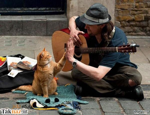 همکاری جالب گربه با نوازنده و نجات از فقر
