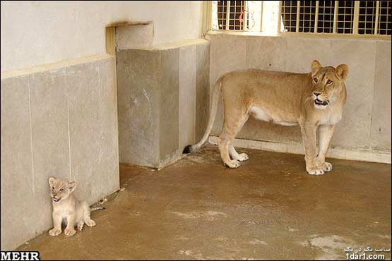 شیر آفریقایی اولین زایمان خود را در باغ وحش خرم آباد انجام داد