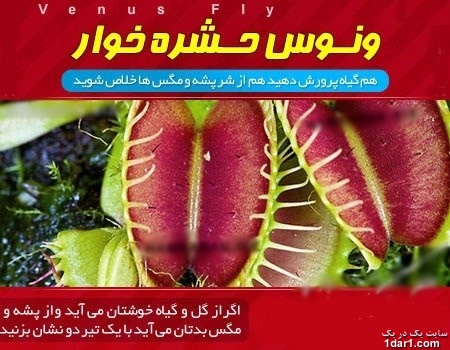 آموزش نگه داری و پرورش ونوس حشره خوار