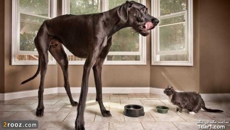 بلندقدترین سگ دنیا+عکس