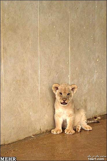 شیر آفریقایی اولین زایمان خود را در باغ وحش خرم آباد انجام داد